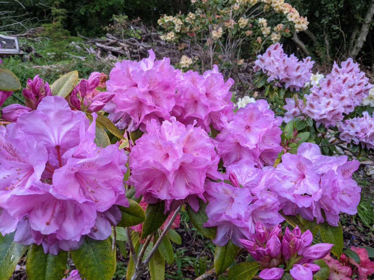 Unnamed hybrid seedling